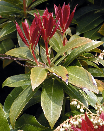 Pieris formosa  var. forrestii 'Wakehurst', leaf.